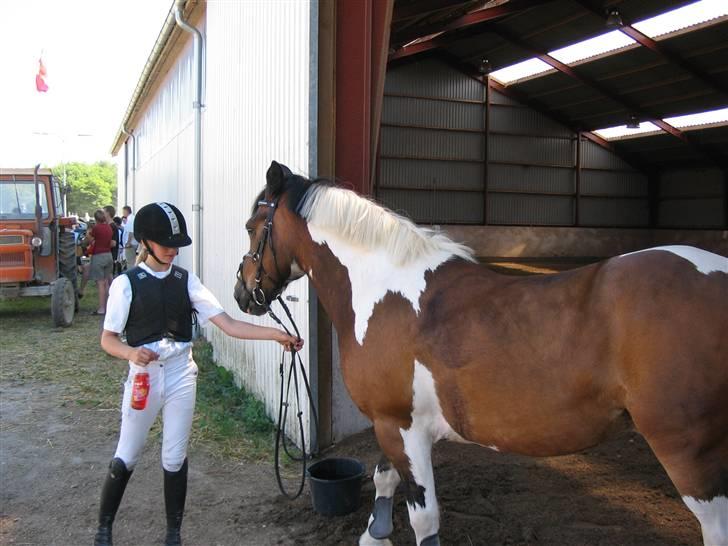 Hollandsk Sportspony Binky (SOLGT TIL FINLAND) - nej binky du skal barke.. :-) billede 13
