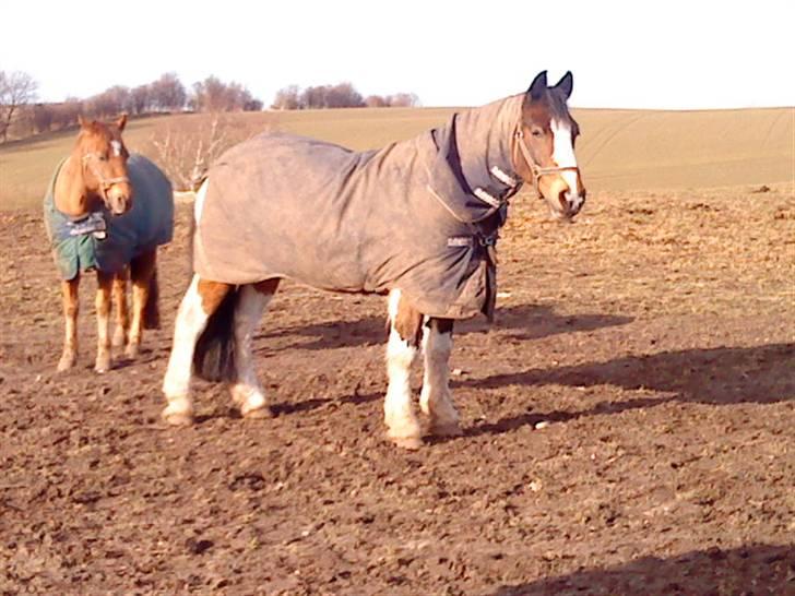 Hollandsk Sportspony Binky (SOLGT TIL FINLAND) - binky på fold.. med sit store dækken billede 14