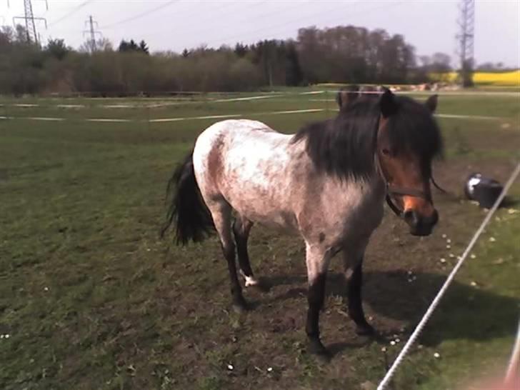 Welsh Mountain (sec A) Mr. Jones  - Nujjj   hvor jeg savner diig !! <´333 foto mig billede 4