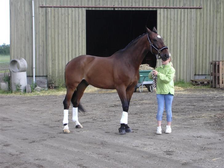 Dansk Varmblod Fairy tale SOLGT :( - mig der har taget billedet ,, sys selv det er ret godt :) selvom han ser lidt sur ud :) taget i nr åby efter ejg havde redet til 70% :P billede 8