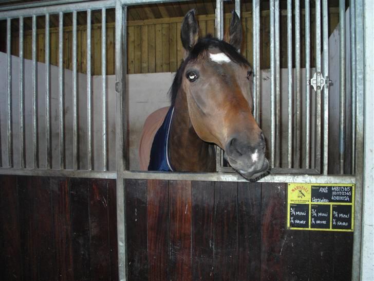 Dansk Varmblod Fairy tale SOLGT :( - lige da jeg havde fået ham hjem i stalden :) billede 9