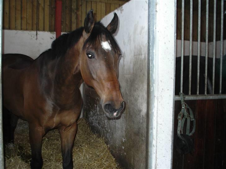 Dansk Varmblod Fairy tale SOLGT :( - lige da jeg havde fået ham <33 billede 10