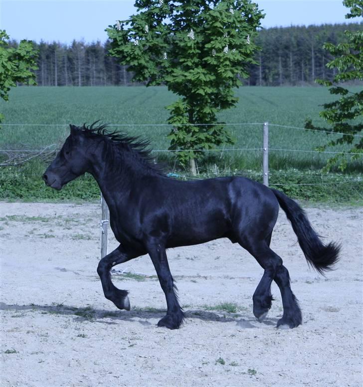 Frieser Xander - Xander 15 maj 09 billede 18