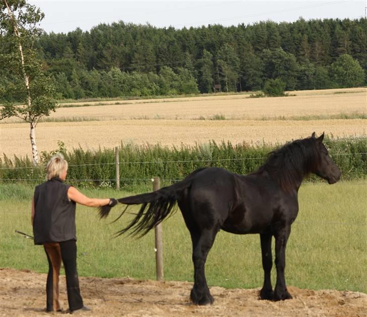 Frieser Xander - Xander på ridebanen juli 2009 billede 19