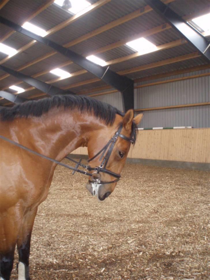 Oldenborg Cornando billede 1