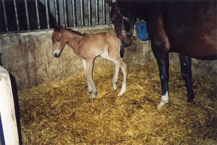 Oldenborg Cornando - Cornando 1 dag gammel "ikk så køn, men er blevet meget bedre" heh ;) billede 2