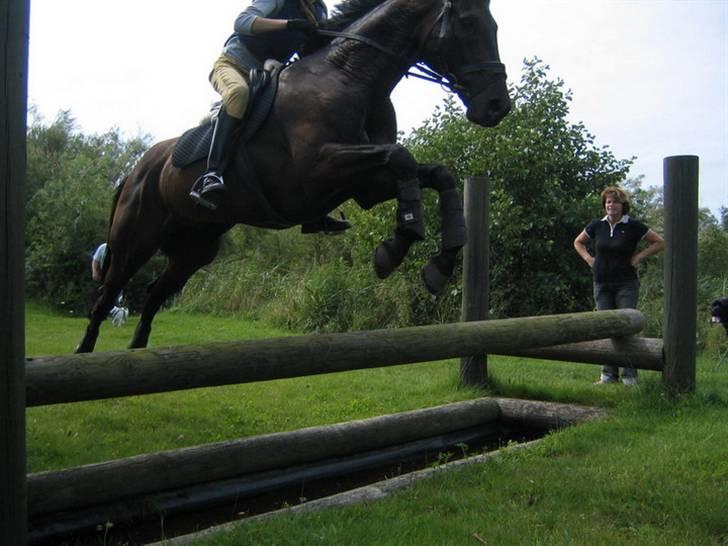 Fuldblod (XX) Masterkova XX - Masterkova over en grav på Lolland billede 1