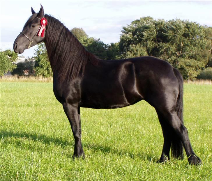 Frieser Ellen van Hoeve Jacolie - Ellen kåret ster 2005 billede 1