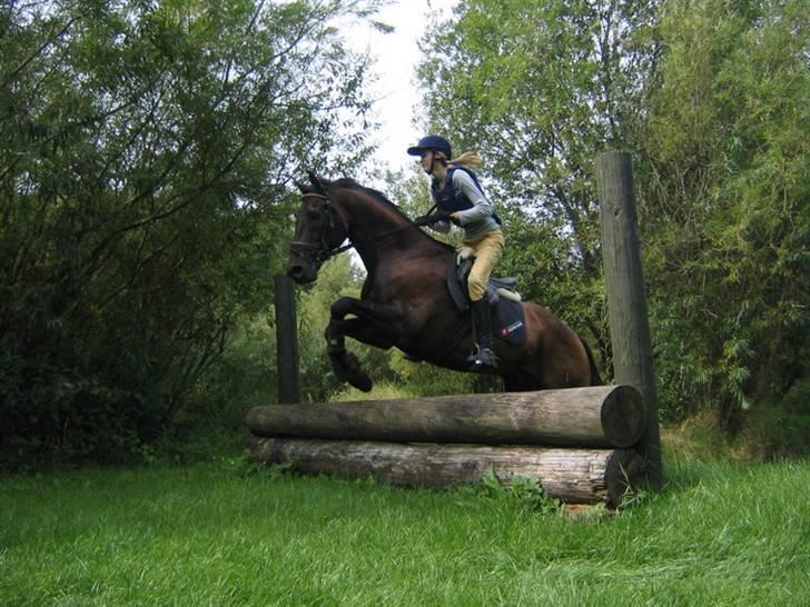 Fuldblod (XX) Masterkova XX - Masterkova springer over en lille en billede 2