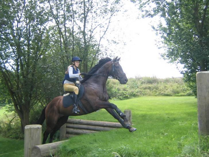 Fuldblod (XX) Masterkova XX - Kova springer op ad en banket billede 3