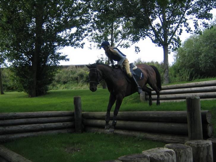 Fuldblod (XX) Masterkova XX - Og ned igen billede 4