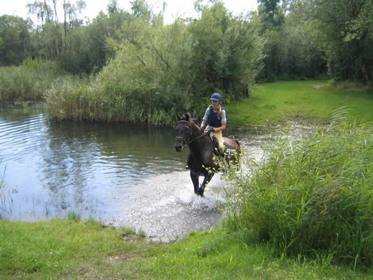 Fuldblod (XX) Masterkova XX - Kova gennem vand, han elsker vand :) billede 5