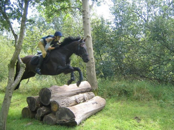 Fuldblod (XX) Masterkova XX - Springer over kævler billede 6