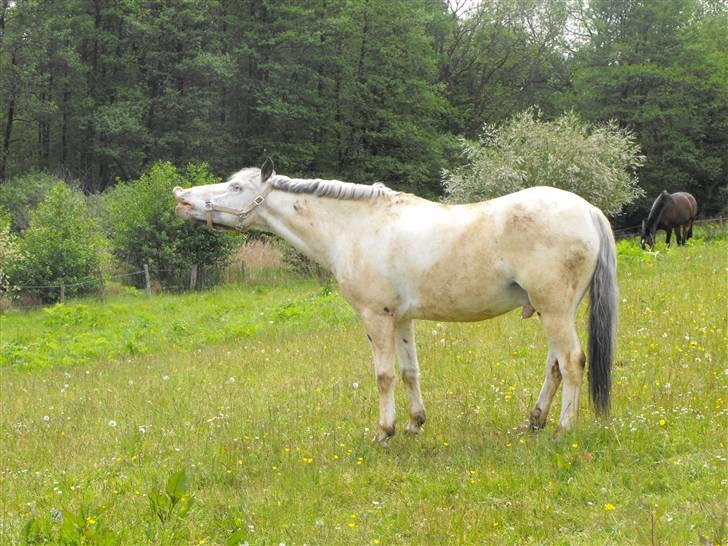 Knabstrupper Little one *gammel part*  - Velkommen ;D billede 1