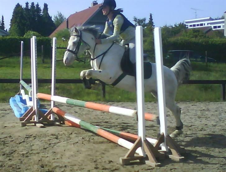 Knabstrupper Little one *gammel part*  - Elsker det billede ;b billede 2