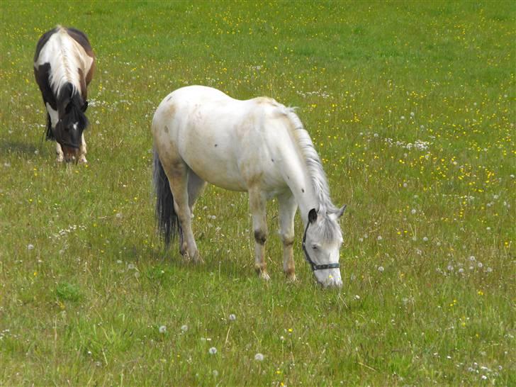 Knabstrupper Little one *gammel part*  - på sommerfold 2009 billede 4