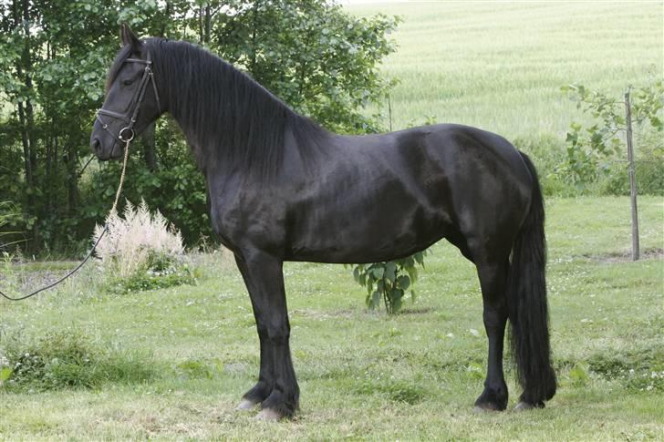 Frieser Ellen van Hoeve Jacolie billede 3