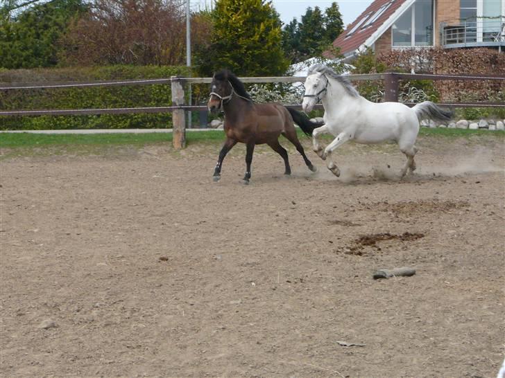 Knabstrupper Little one *gammel part*  - Little one og buster leger på jordfold :) billede 5