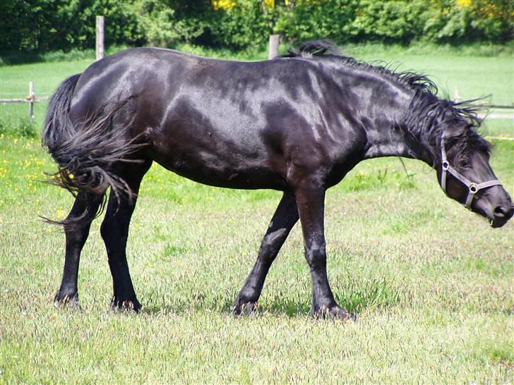 Frieser Ellen van Hoeve Jacolie - Jeg ryster mig for alle fluerne billede 4