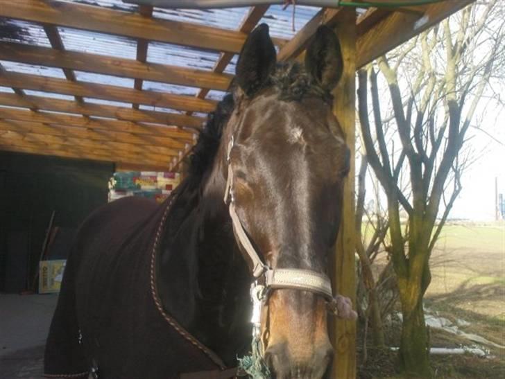 Dansk Varmblod picato. DØD :'( R.I.P  - bassen !!! :D efter stævne ! <3 billede 7