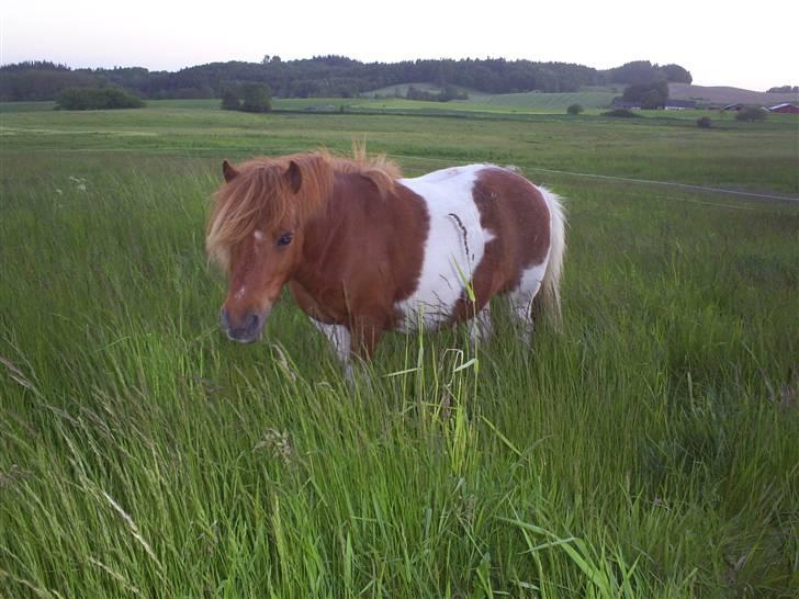 Anden særlig race Viktor Gandalf Conrad - Maj 2009. Sommergræs i sondrup billede 8