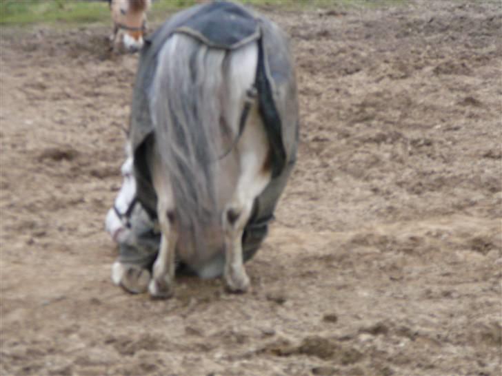 Knabstrupper Little one *gammel part*  - se min numse:P billede 6