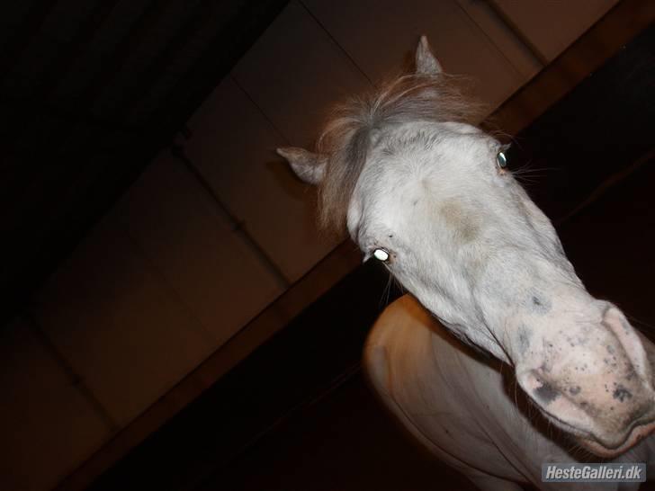 Knabstrupper Little one *gammel part*  - little one i ridehus :) billede 7