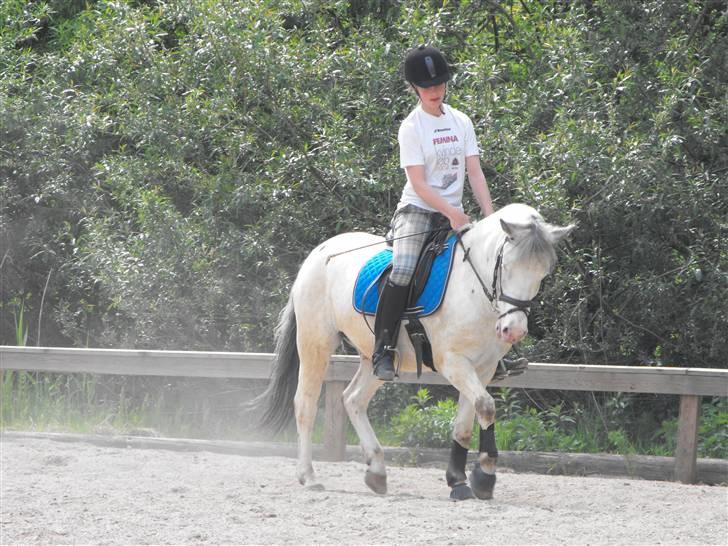 Knabstrupper Little one *gammel part*  - dejlig pony :D<3 billede 12