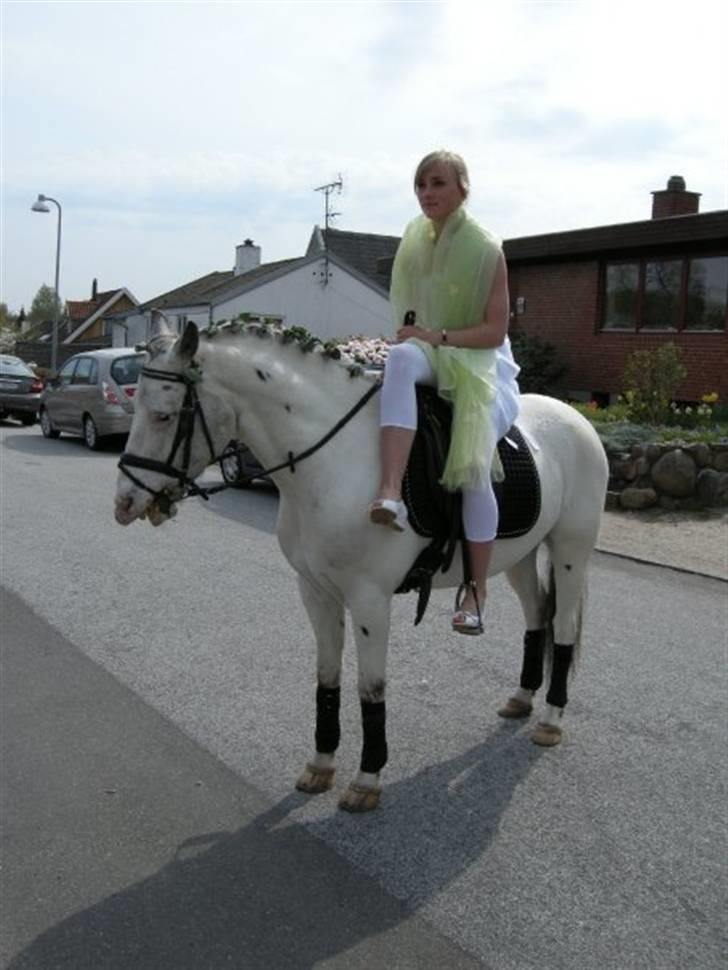 Knabstrupper Little one *gammel part*  - little one til min konfirmation<3 billede 13