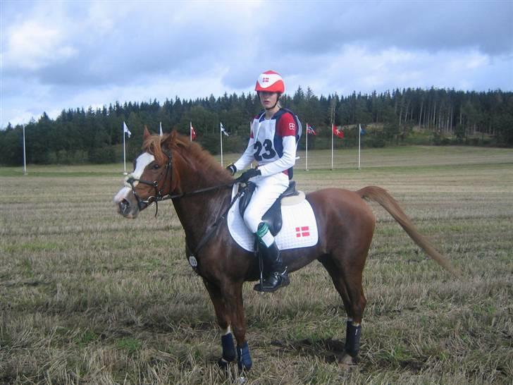 Hollandsk Sportspony Karaat - Karaat og mig til nordisk mesterskab billede 1