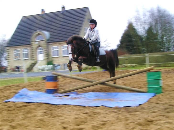 Welsh Mountain (sec A) Petra´s Dienie (Daisy) - 2 m bred vandgrav!  billede 3