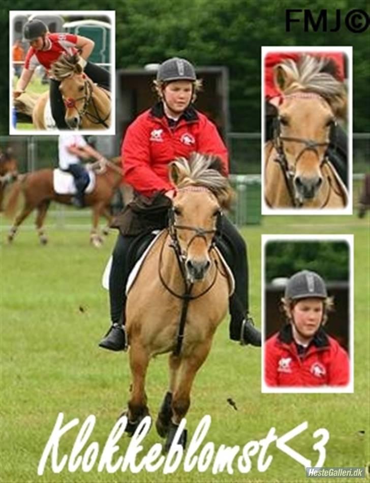 Fjordhest Klokkeblomst   * Solgt* billede 20