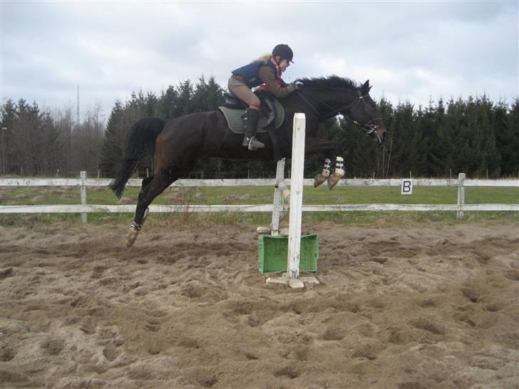 Dansk Varmblod picato. DØD :'( R.I.P  - hopla :D i undre jer nok over hvorfor jeg rider ham , men min mor har noget med sit bækken og har derfor ik kunne ride ham :D det gør hun så nu :D hehe billede 10