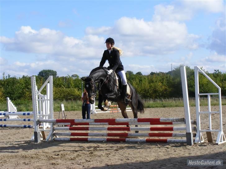 Oldenborg Valentino - 70 cm klassen på Roskilde rideklub (fejlfri og god omspringningstid :) billede 13