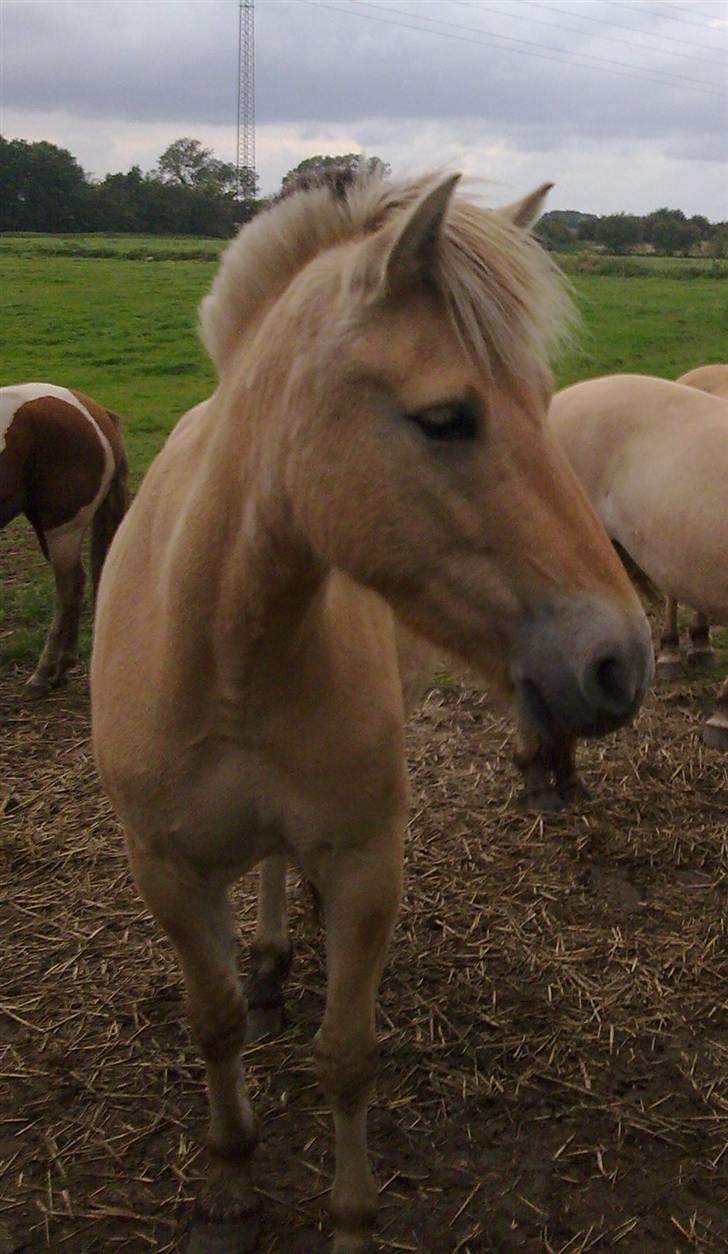 Fjordhest Jeanett Lundgård SOLGT - Velkommen til Jeanetts profil :D billede 1