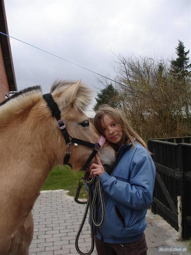 Fjordhest Jeanett Lundgård SOLGT - vinteren 07/08 billede 2