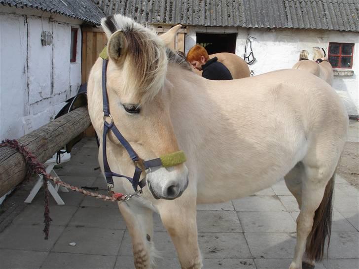 Fjordhest Jeanett Lundgård SOLGT - april 09 billede 3