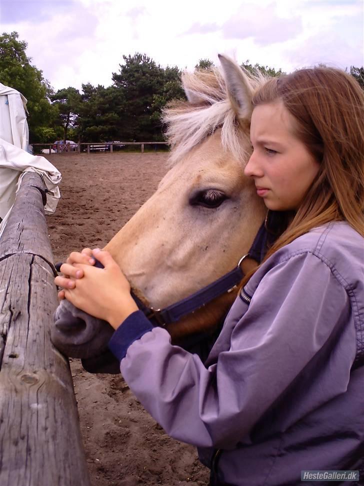 Fjordhest Jeanett Lundgård SOLGT - ridelejr 08 billede 4