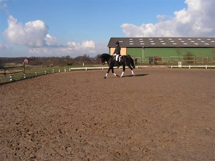 Oldenborg Valentino - Vores første udendørs ridning :) billede 17