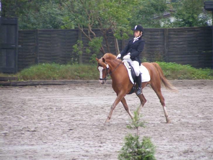 Hollandsk Sportspony Karaat - solgt - Den dejlige pony, ved Epona :D billede 1