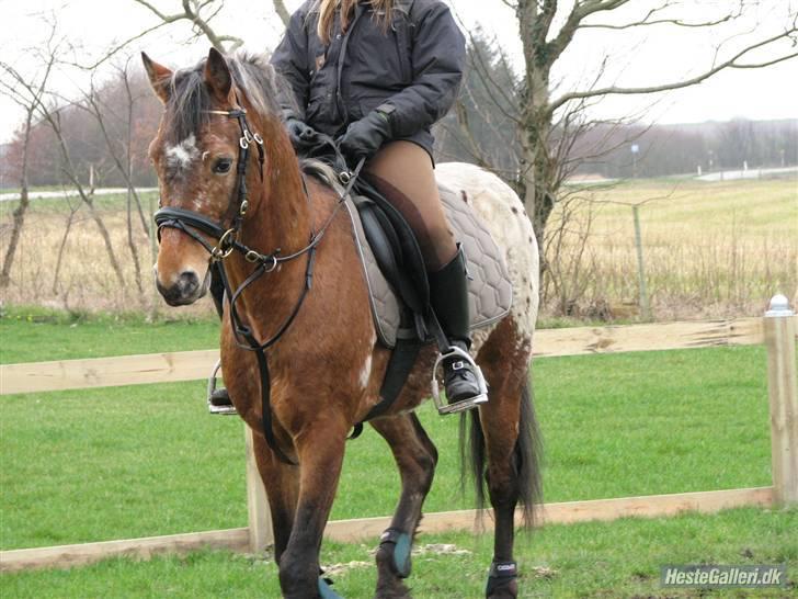 Knabstrupper Aastrupgaards Thor billede 3