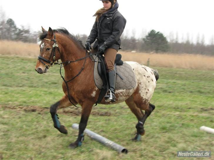 Knabstrupper Aastrupgaards Thor billede 4