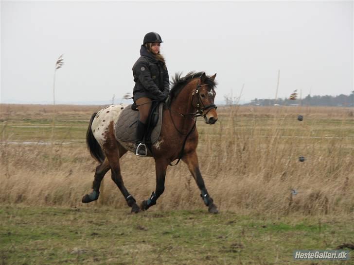 Knabstrupper Aastrupgaards Thor billede 6