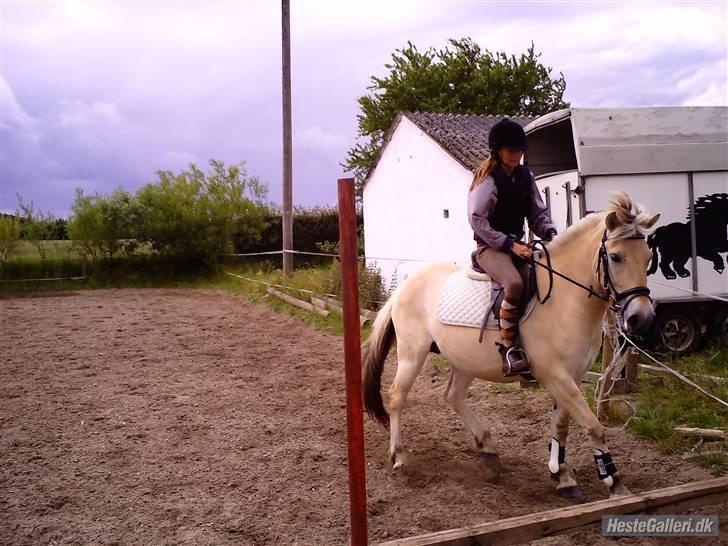 Fjordhest Jeanett Lundgård SOLGT - En springdag sommeren 08 billede 5