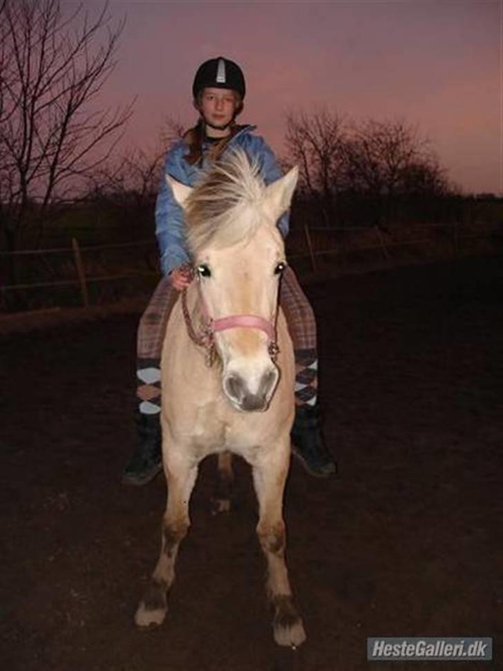 Fjordhest Jeanett Lundgård SOLGT - febuar 08 billede 6