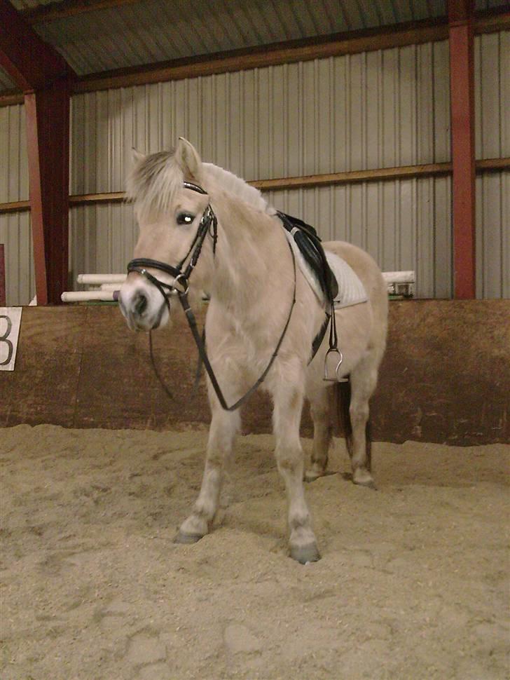 Fjordhest Jeanett Lundgård SOLGT - efteråret/vinteren 08 billede 7