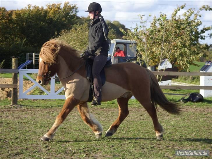 Islænder Sleipnir fra eskildsminde - Ude og prøve vores ny indhegnet ride bane billede 14