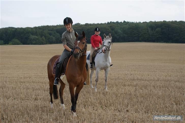 Dansk Varmblod Lilla Rex solgt  - en hyggelig tur på stubberne. den hvide er selvfølgelig lilla. den lille smarte brune er min pony :)  billede 3