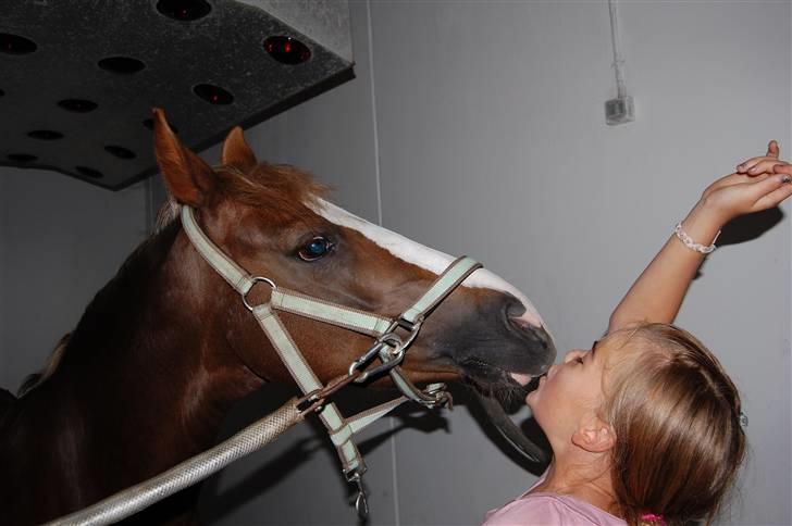 DSP Skovlyst´s Nikita <3 - Elsker dig Skovlyst Nikita <33 billede 1