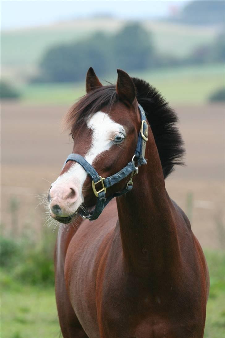 Tysk Sportspony Little Boy billede 1